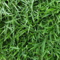 Centipede Sod Pallet, 500 sq. ft.