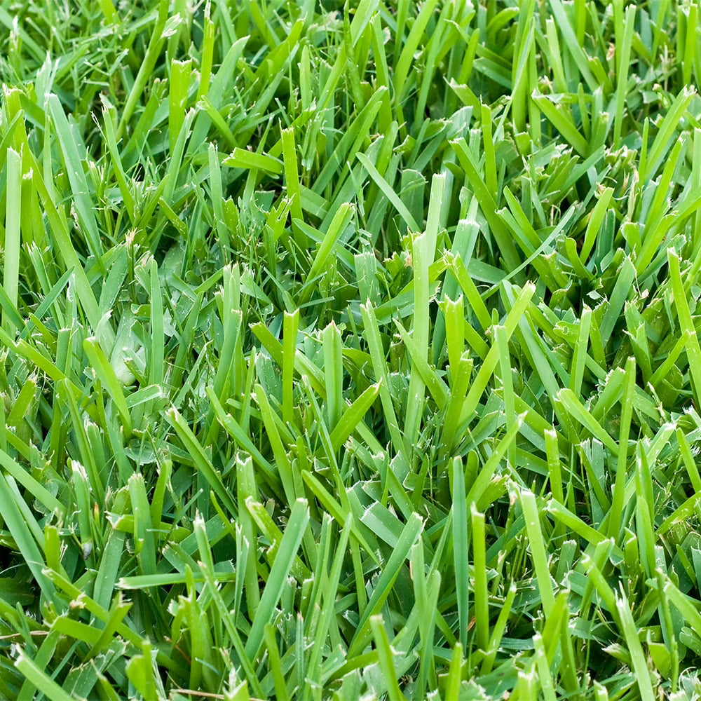St. Augustine Sod Plugs, 36 Count / 500 Sq Ft