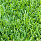 St. Augustine Sod Plugs, 36 Count / 500 Sq Ft